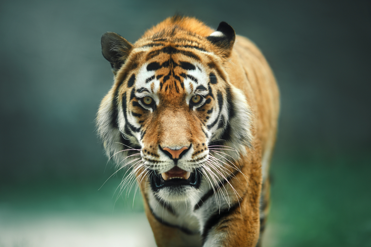 Wild animal Tiger portrait